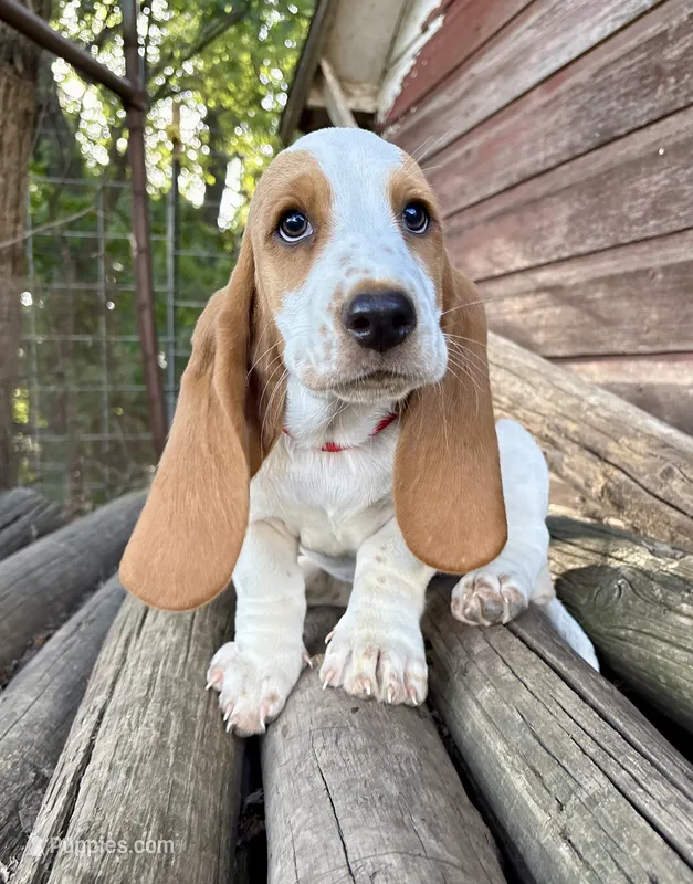 Ketchup – Basset Hound puppy for sale in Leigh, NE