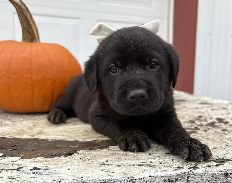 Mocha – Labrador Retriever puppy for sale in Leigh, NE