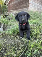 Boba, a male Labrador Retriever for sale in Leigh, NE – 2 of 10