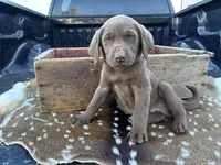 Cappuccino, a male Labrador Retriever for sale in Leigh, NE – 2 of 8