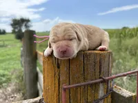 Theodore, a male Labrador Retriever for sale in Leigh, NE – 3 of 7