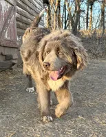 Stormy, a female Newfoundland for sale in Leigh, NE – 4 of 5