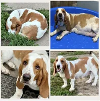 Ketchup, a female Basset Hound for sale in Leigh, NE – 4 of 6