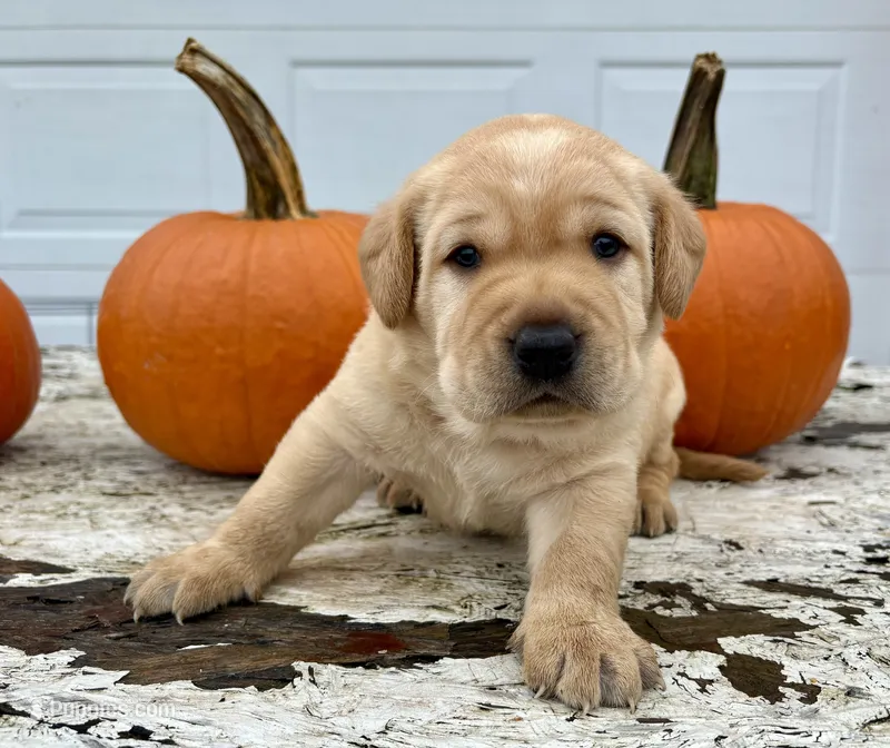 Theodore – Labrador Retriever puppy for sale in Leigh, NE