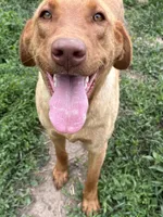 Nora, a female Labrador Retriever for sale in Leigh, NE – 7 of 7