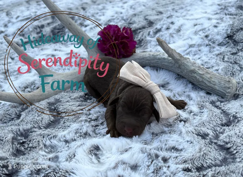 Java – Labrador Retriever puppy for sale in Leigh, NE