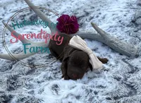 Java, a female Labrador Retriever for sale in Leigh, NE – 1 of 1