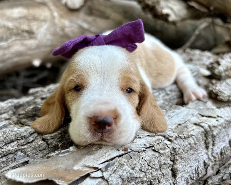 Pickles – Basset Hound puppy for sale in Leigh, NE