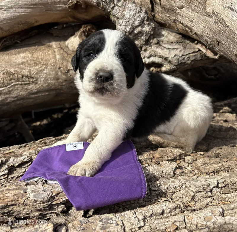 Purple - Spike – Great Pyrenees, Newfoundland puppy for sale in Leigh, NE