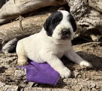 Purple - Spike, a male Great Pyrenees and Newfoundland for sale in Leigh, NE – Photo 2 of 3