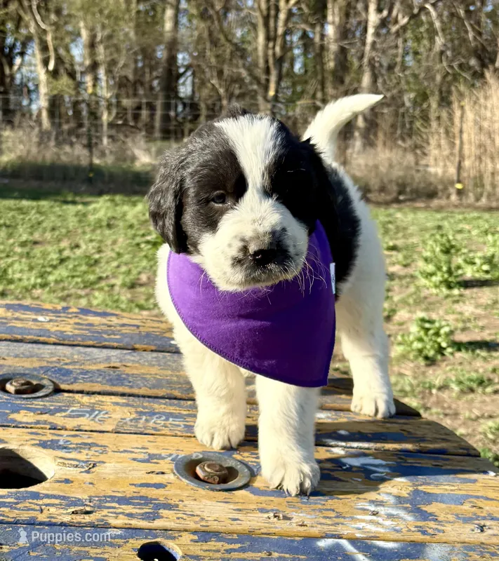 Purple - Spike – Great Pyrenees, Newfoundland puppy for sale in Leigh, NE