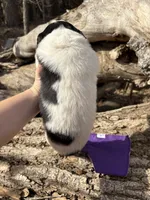 Purple - Spike, a male Great Pyrenees and Newfoundland for sale in Leigh, NE – Photo 3 of 3