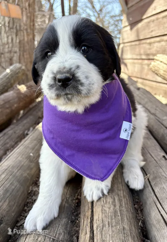 Purple - Spike – Great Pyrenees, Newfoundland puppy for sale in Leigh, NE