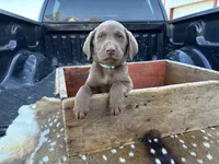 Cappuccino, a male Labrador Retriever for sale in Leigh, NE – 3 of 8