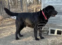 Theodore, a male Labrador Retriever for sale in Leigh, NE – 6 of 7