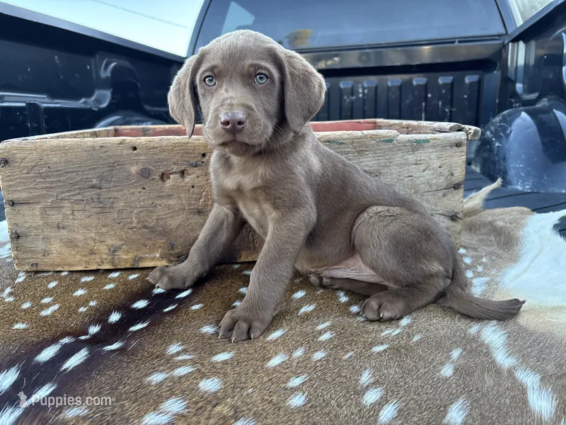Cappuccino – Labrador Retriever puppy for sale in Leigh, NE