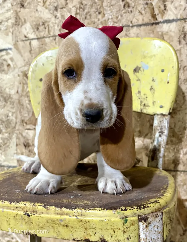 Ketchup – Basset Hound puppy for sale in Leigh, NE