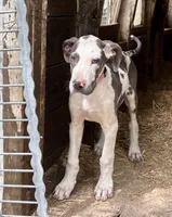 Harley, a female Great Dane for sale in Leigh, NE – 5 of 12