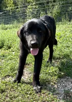 Onyx, a female Great Pyrenees and Newfoundland for sale in Leigh, NE – 6 of 9