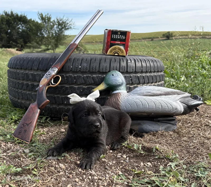 Mocha – Labrador Retriever puppy for sale in Leigh, NE