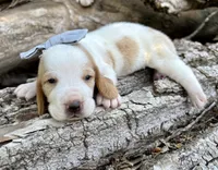 Firecracker, a female Basset Hound for sale in Leigh, NE – 5 of 9