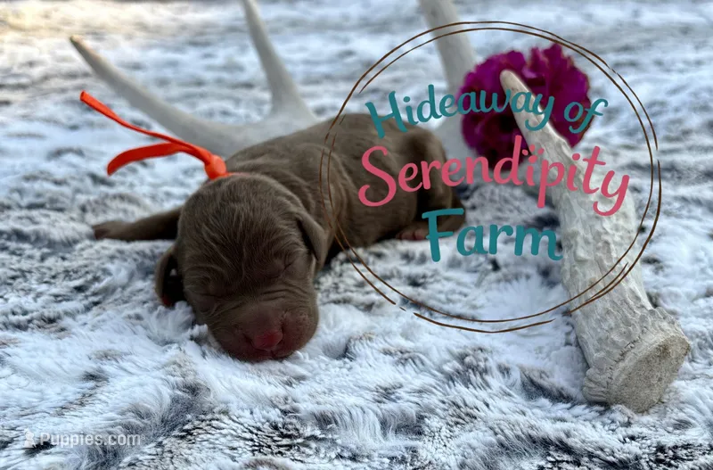 Chai – Labrador Retriever puppy for sale in Leigh, NE