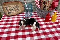 BBQ, a male Basset Hound for sale in Leigh, NE – 3 of 8