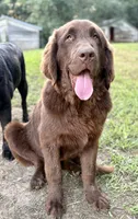 Onyx, a female Great Pyrenees and Newfoundland for sale in Leigh, NE – 9 of 9