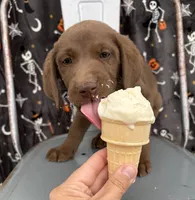 Cappuccino, a male Labrador Retriever for sale in Leigh, NE – 4 of 8