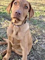 Nora, a female Labrador Retriever for sale in Leigh, NE – Photo 2 of 9