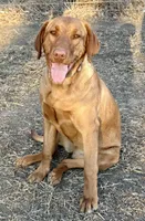 Nora, a female Labrador Retriever for sale in Leigh, NE – Photo 5 of 9