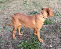 Nora, a female Labrador Retriever for sale in Leigh, NE – Photo 4 of 9