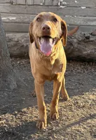 Nora, a female Labrador Retriever for sale in Leigh, NE – Photo 3 of 9