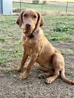 Nora, a female Labrador Retriever for sale in Leigh, NE – Photo 6 of 9