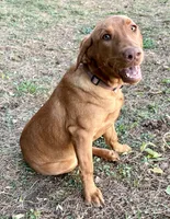 Nora, a female Labrador Retriever for sale in Leigh, NE – Photo 7 of 9