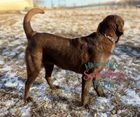 Cappuccino, a male Labrador Retriever for sale in Leigh, NE – 7 of 8
