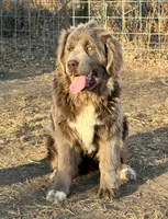 Stormy, a female Newfoundland for sale in Leigh, NE – 2 of 5