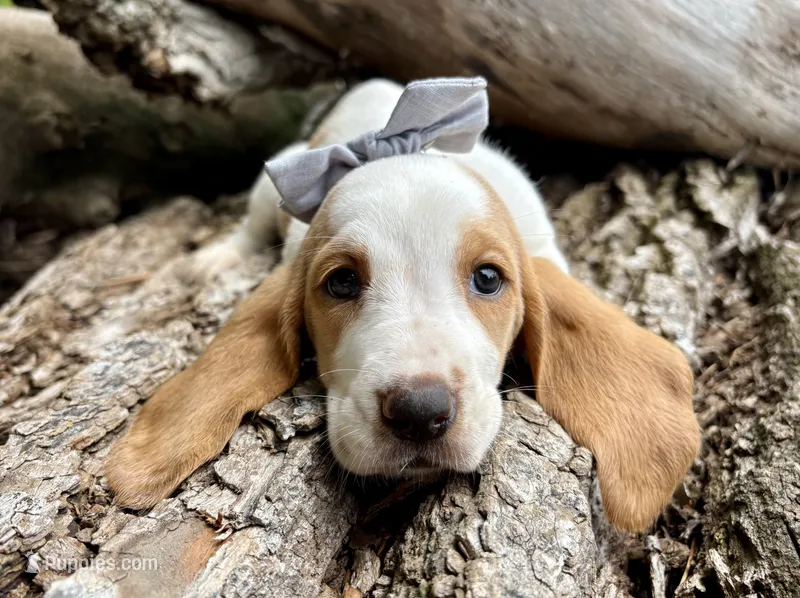 Firecracker – Basset Hound puppy for sale in Leigh, NE