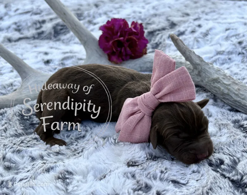 Frappuccinio – Labrador Retriever puppy for sale in Leigh, NE
