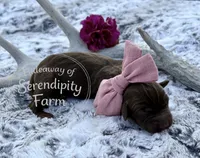 Frappuccinio, a female Labrador Retriever for sale in Leigh, NE – 1 of 1