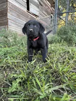 Boba, a male Labrador Retriever for sale in Leigh, NE – 3 of 10