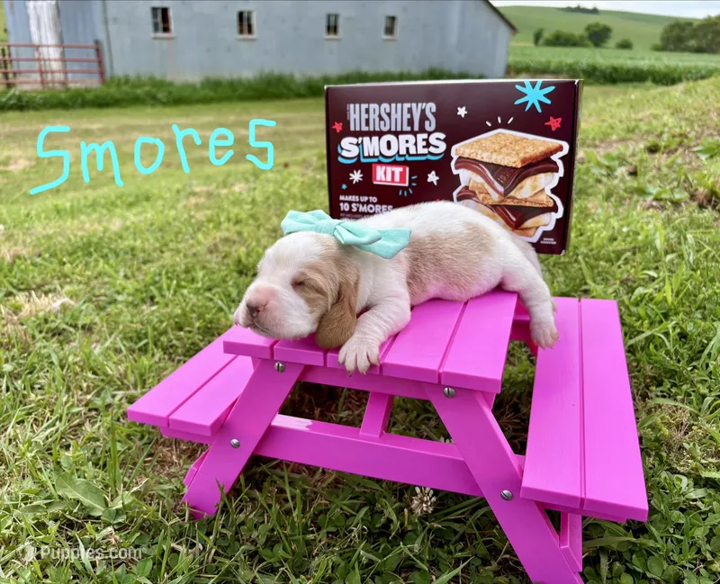 Smores – Basset Hound puppy for sale in Leigh, NE