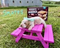 Smores, a female Basset Hound for sale in Leigh, NE – 1 of 1