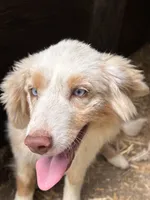 Lily, a female Australian Shepherd for sale in Leigh, NE – 3 of 4