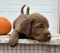 Cappuccino, a male Labrador Retriever for sale in Leigh, NE – 5 of 8
