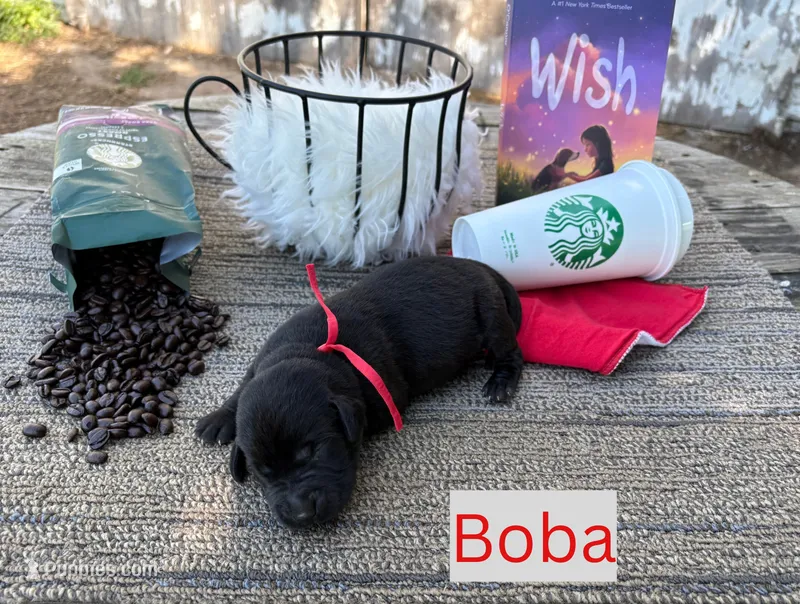 Boba – Labrador Retriever puppy for sale in Leigh, NE