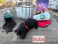Boba, a male Labrador Retriever for sale in Leigh, NE – 7 of 10