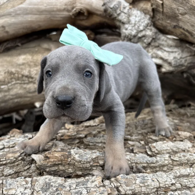 Teal girl – Great Dane puppy for sale in Leigh, NE