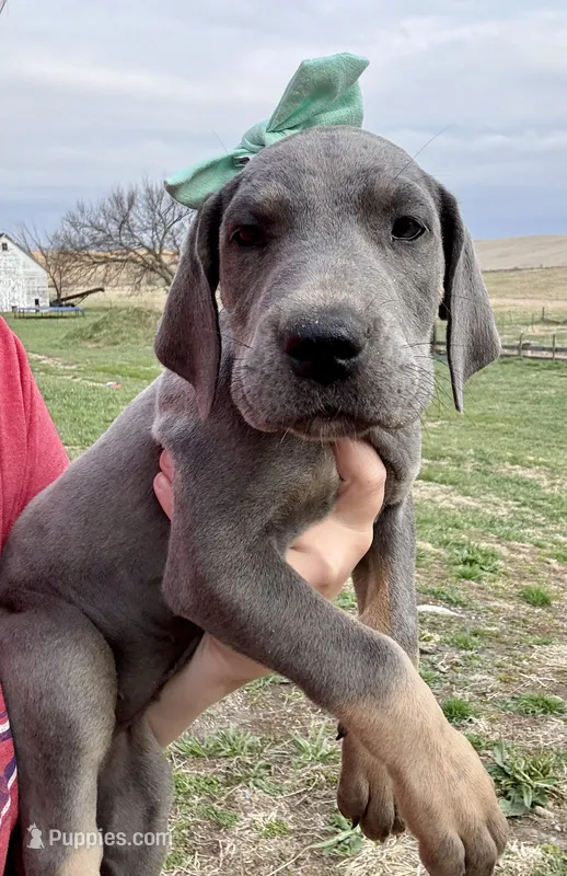 Teal girl – Great Dane puppy for sale in Leigh, NE