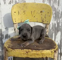 Teal girl, a female Great Dane for sale in Leigh, NE – Photo 3 of 4